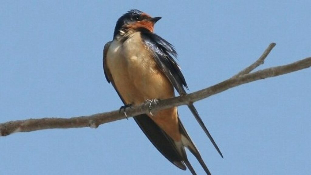 Chim én bay vào nhà là điềm gì? Cùng gi8 luận giải giấc mơ