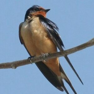 Chim én bay vào nhà là điềm gì? Cùng gi8 luận giải giấc mơ