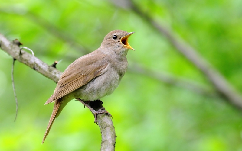 Chim bay vao nha đánh số gì? Điềm lành hay dữ? Gi8 tìm hiểu