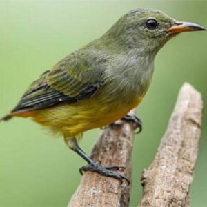 Chim sâu vào nhà báo điềm gì? Gi8 giúp bạn giải mã ngay