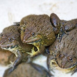 So de con ech là số mấy? Giải mã chi tiết cùng gi88