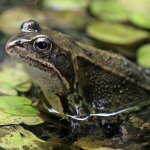 Số con ếch là gì? Cùng gi8 giải mã con số chính xác