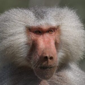 Con khỉ số mấy? Mơ thấy khỉ bái điềm gì? Gi8 giải đáp