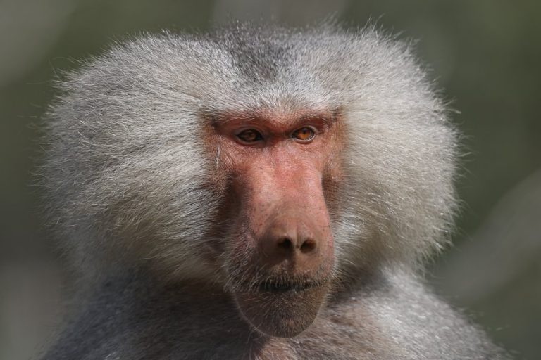 Con khỉ số mấy? Mơ thấy khỉ bái điềm gì? Gi8 giải đáp