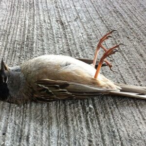 Chim chết trong nhà điềm báo gì? Đánh số gì cùng gi8?