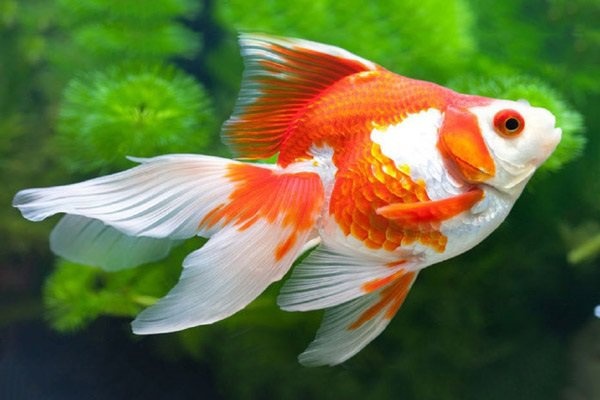 Con cá đánh số mấy? Mơ thấy cá điềm gì? Gi8 giải dáp