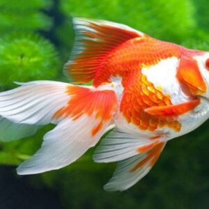 Con cá số mấy, mơ thấy cá tốt hay xấu? Cùng gi8 khám phá