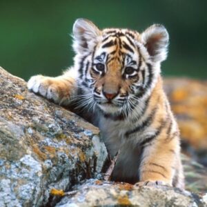 Con cọp con trong số đề là số mấy? Cùng gi8 giải mã