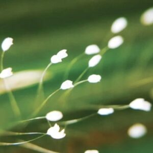 Hoa uu dam la hoa gi? Cùng gi8 khám phá loài hoa thiêng liêng