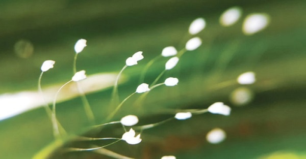 Hoa uu dam la hoa gi? Cùng gi8 khám phá loài hoa thiêng liêng