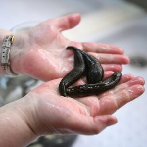 Con đỉa đánh số gì? Cùng gi8 giải mã giấc mơ thấy con đỉa