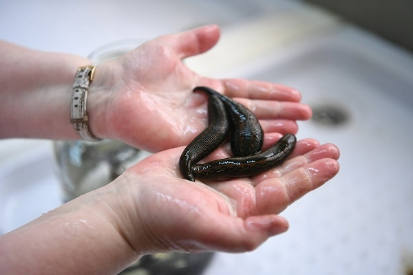 Con đỉa đánh số gì? Cùng gi8 giải mã giấc mơ thấy con đỉa