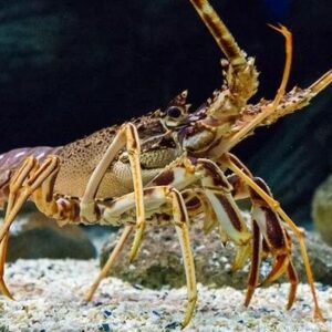 Mơ bắt được tôm đánh con gì? Cùng gi8 giải mã chiêm bao