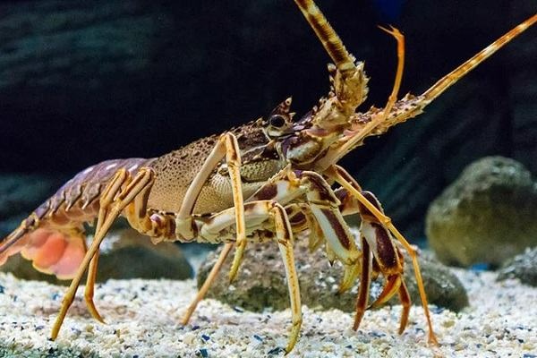 Mơ bắt được tôm đánh con gì? Cùng gi8 giải mã chiêm bao