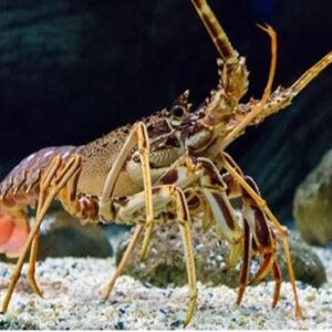 Con tôm là con gì? Cùng gi8 dự đoán mơ thấy tôm đánh số nào?