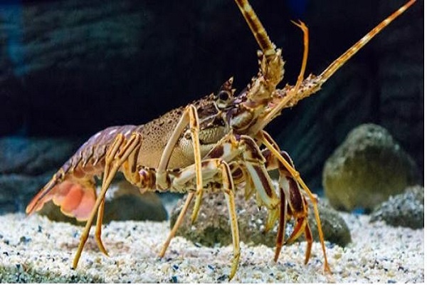 Con tôm là con gì? Cùng gi8 dự đoán mơ thấy tôm đánh số nào?