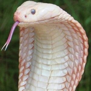 Mơ thấy rắn hổ mang trắng là điềm báo gì? Cùng gi8 giải mã