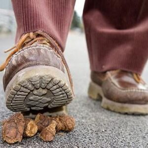 Dẫm phải cứt chó đánh con gì? Gi8 mã hoá con số chính xác