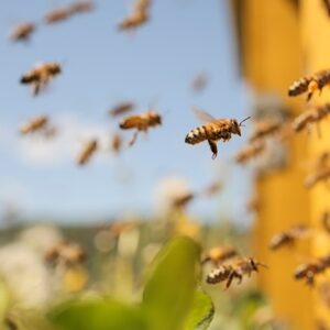 Con ong vào nhà đánh số gì: Cùng gi8 giải mã giấc mơ