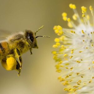 Con ong so may? Cùng gi8 giải mã giấc mơ về loài ong