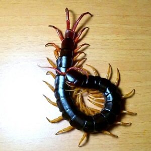 Số con rết là mấy số? Giải mã chi tiết chính xác 100%