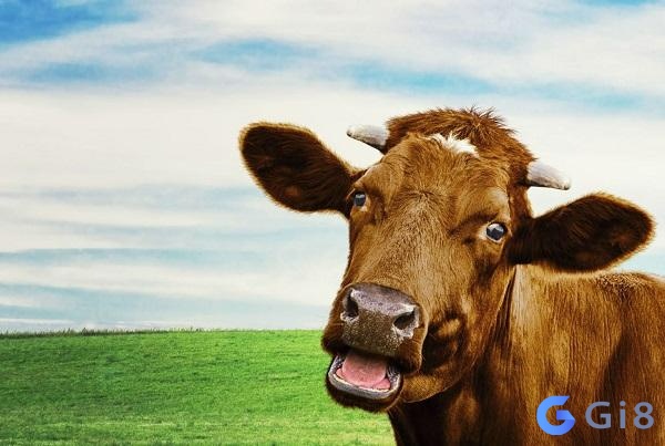 Chiêm bao thấy con bò chứa đựng nhiều ý nghĩa Con bò số bao nhiêu? Giải mã chi tiết giấc mơ cùng gi88