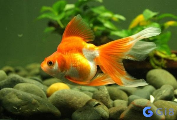 Mơ thấy con cá trong nước có ý nghĩa gì ? Con cá đánh số mấy thì trúng?