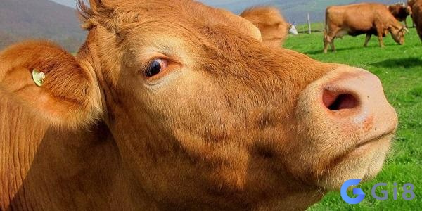 Con bò là loài động vật sống rất gần gũi với con người Con bò là loài động vật sống rất gần gũi với con người