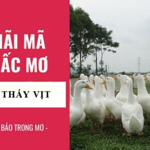 Con vịt là số mấy? Gi8 giải đáp giấc mơ thấy vịt trong lô đề