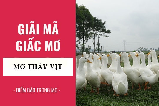 Con vịt là số mấy? Gi8 giải đáp giấc mơ thấy vịt trong lô đề