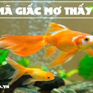 Thấy cá đánh số mấy đổi đời? Gi8 giải mã những con số đề