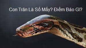 Con trăn số mấy? Cùng gi8 giải mã về những con số đề