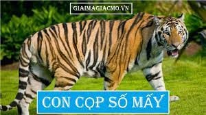 Con cọp là số mấy? Gi88 giải mã những giấc mơ về con cọp