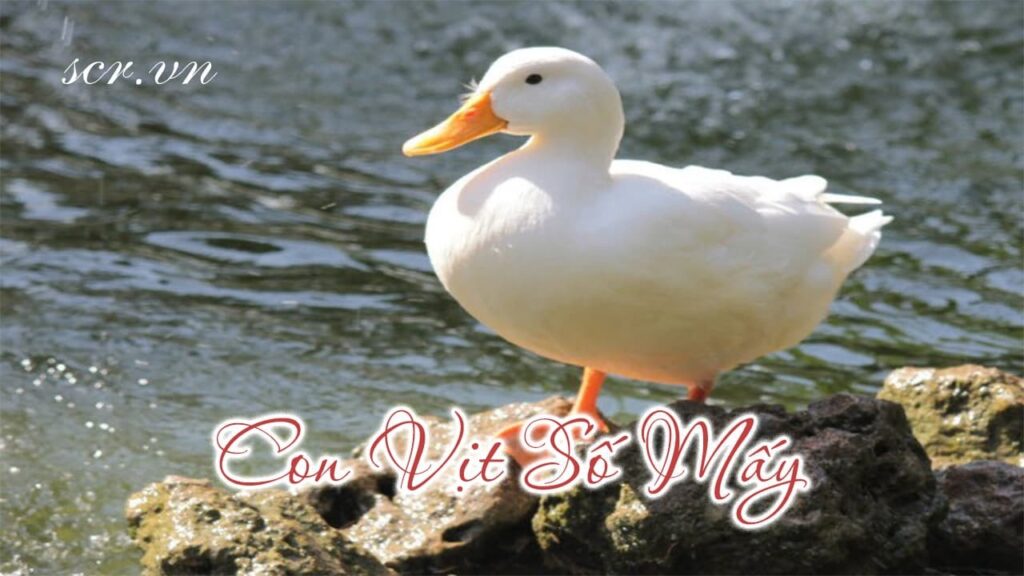 Con vit so may? Khi ngủ mơ thấy con vịt hãy đánh số 49