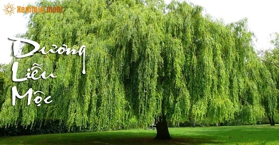 Mệnh dương liễu mộc là gì? Hợp màu gì và mệnh nào cùng gi88