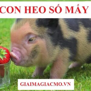 Heo danh so may? Mơ thấy đàn heo đánh số 38 - 49