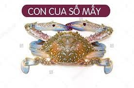 Số con cua trong lô đề là số mấy? Gi8 giải mã giấc mơ con cua