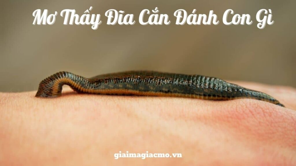 Con đĩa số mấy? Mộng thấy rất nhiều đỉa thì ta đánh: 52 – 18