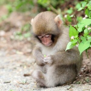 Con khỉ là số mấy? Gi8 giải mã giấc mơ về con khỉ