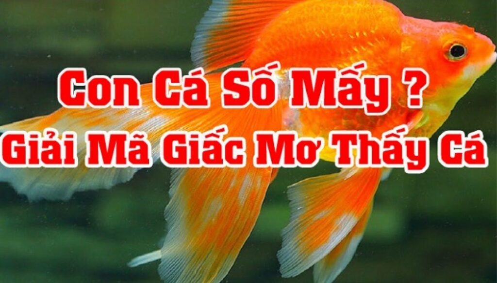 Con cá số đề là số mấy? Mộng thấy cá thì ta đánh 56
