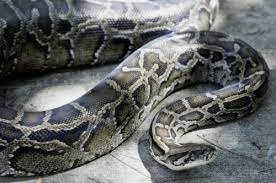 Con trăn đánh số mấy? Mộng thấy trăn ta nên đánh 23, 65