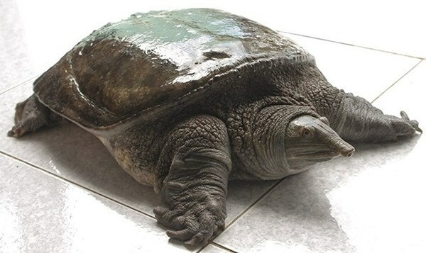 Mơ bắt được ba ba đánh con gì? Cùng gi8 giải mã chi tiết