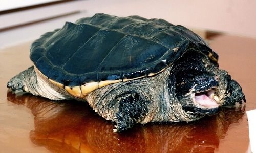 Con ba ba là con gì trong số đề? Gi8 giải mã giấc mơ ba ba