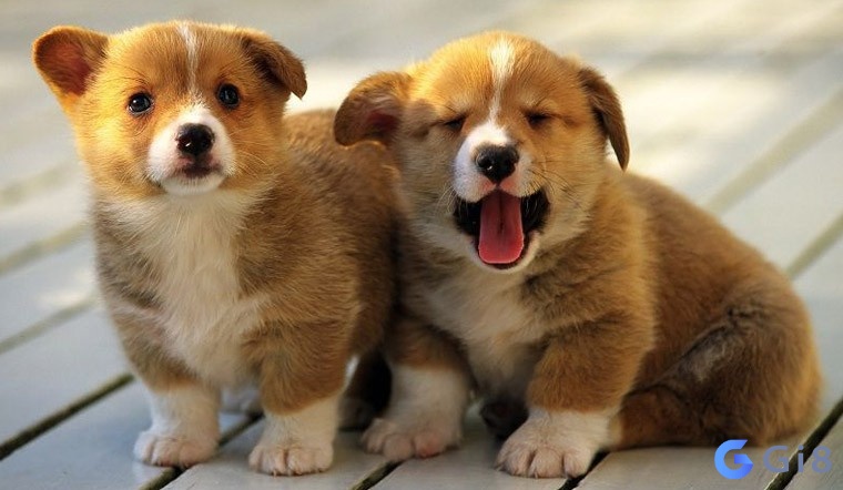 Giấc mơ thấy chó rất thường gặp bởi nó là bạn của con người con chó số mấy