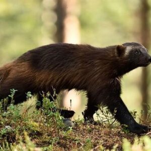 Con chồn là con gì, số mấy? Cùng Gi8 khám phá giấc mơ