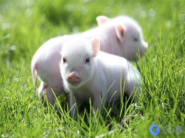 Giấc mơ thấy heo là điềm báo về cuộc sống và công việc Giấc mơ thấy heo là điềm báo về cuộc sống và công việc