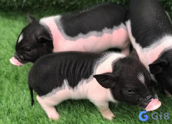 Con heo là số mấy còn tùy thuộc vào chi tiết giấc mơ Con heo là số mấy còn tùy thuộc vào chi tiết giấc mơ