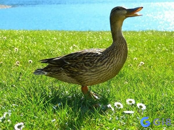 Mơ thấy con vịt đánh số mấy còn tùy thuộc vào chi tiết giấc mơ Mơ thấy con vịt đánh số mấy còn tùy thuộc vào chi tiết giấc mơ