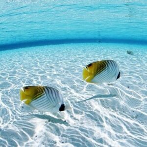 Cá số mấy? Mơ thấy cá có điềm gì? Cùng gi8 giải mã