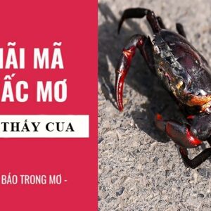Nằm mơ thấy cua đánh số gì? Gi8 giải đáp giấc mơ con cua